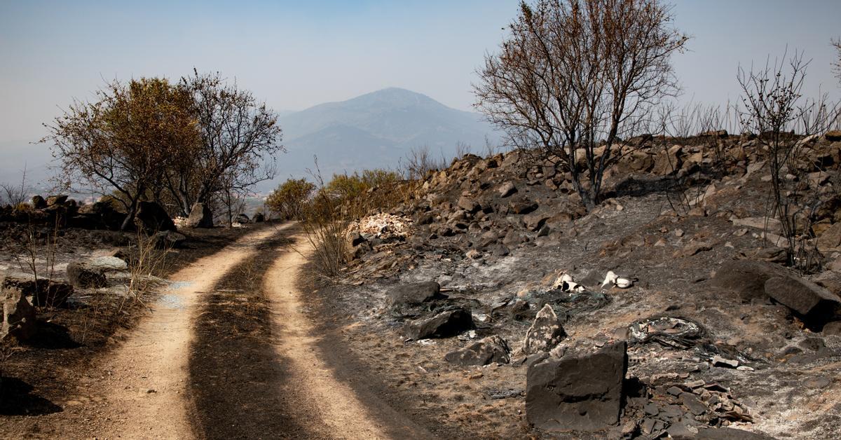 Sánchez da por superada la fase aguda de los incendios en Madrid y Ávila