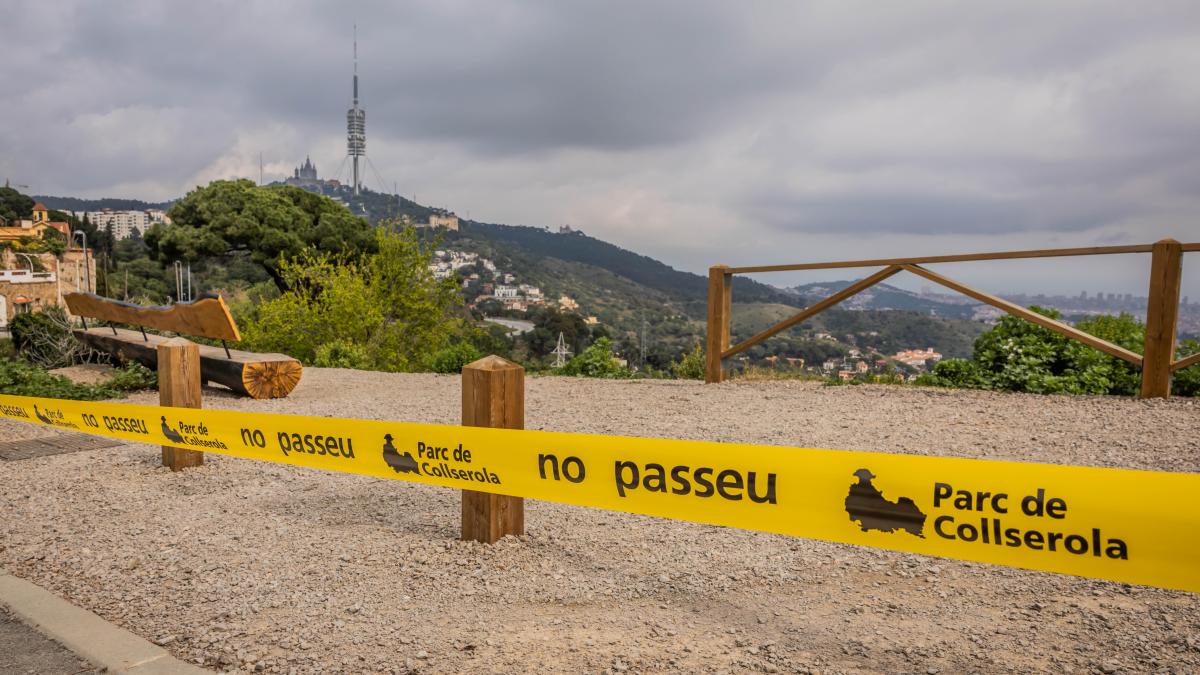 La Generalitat detecta nou nous positius de pesta porcina africana a Collserola