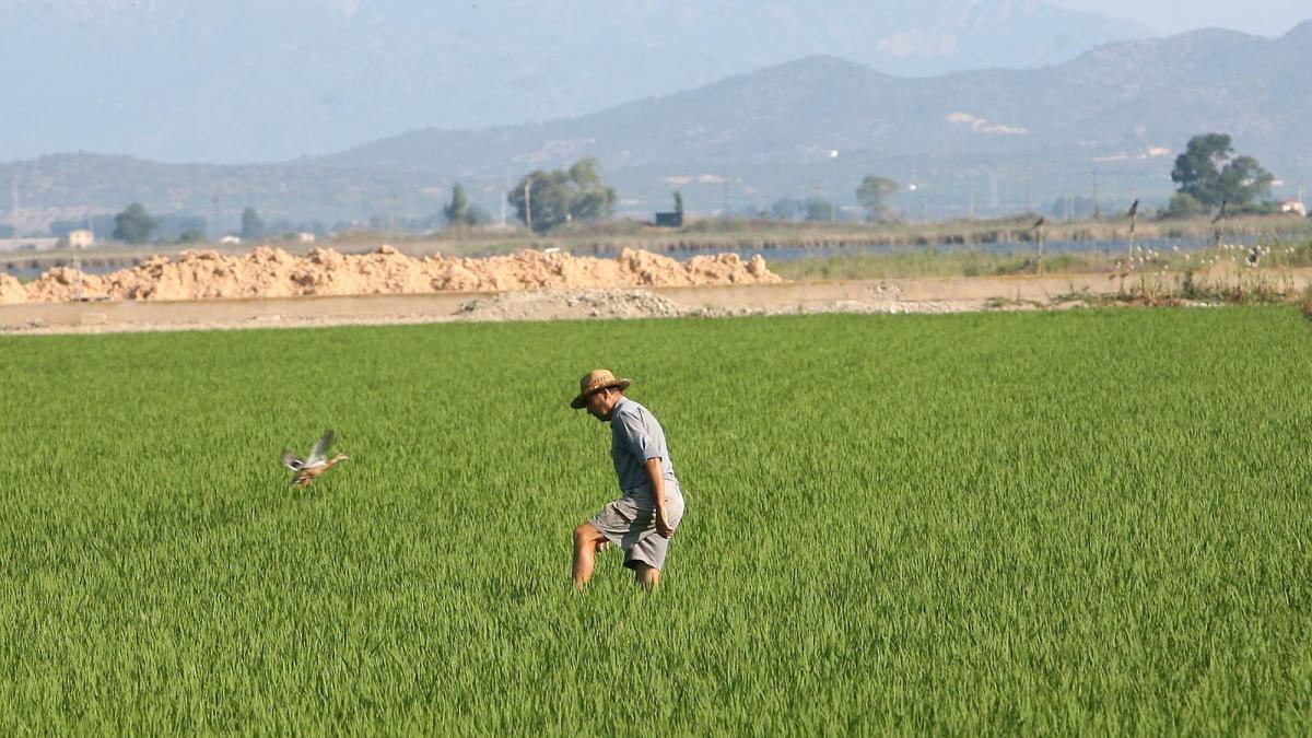 Los arroceros del delta del Ebro piden ayudas urgentes ante un desplome de precios sin precedentes